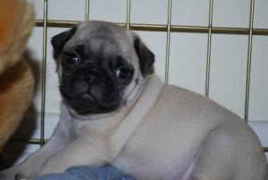 CutePugPuppies-weeksold